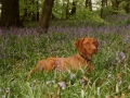 Gemma in the Woods