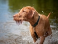 Eddie in the water