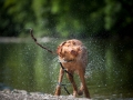 Eddie in the spin-drier