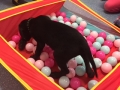 FERGUS IN BALL PIT.jpg