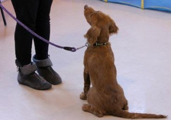 Puppy classes